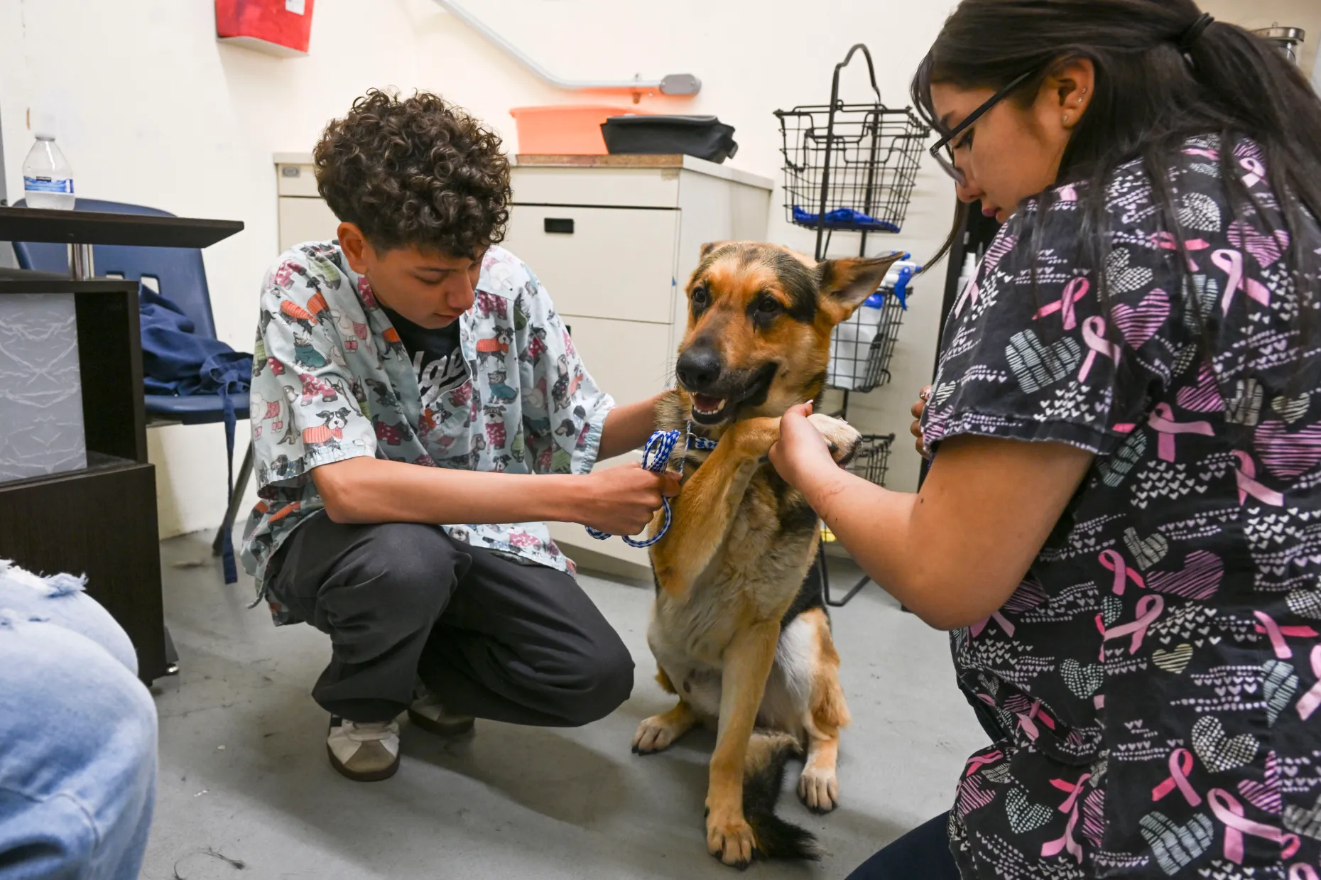 Two students gently hold a German Shepherd while examining its paw during a veterinary training activity.